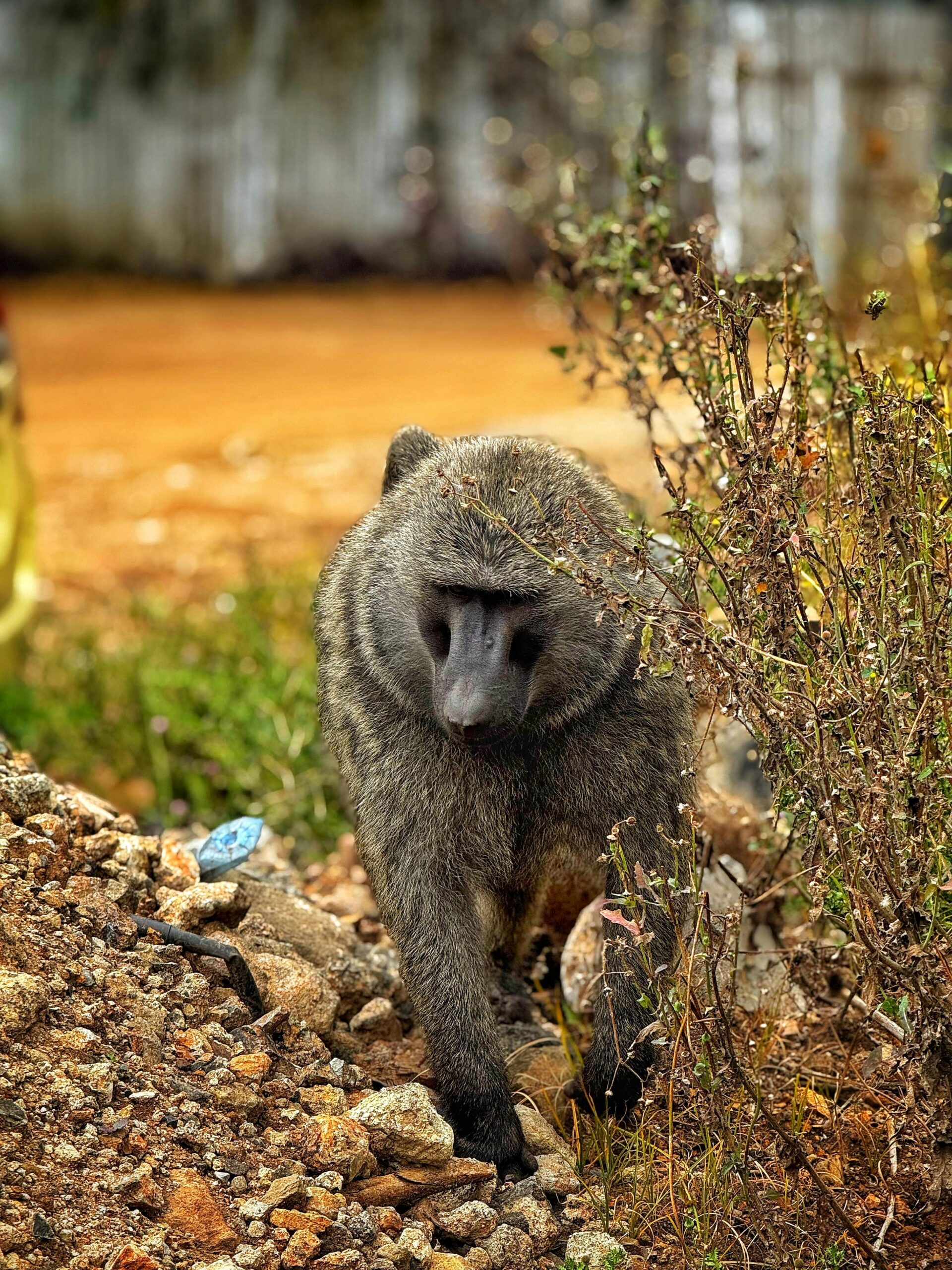 pexels-abdullatif-bukeni-1296376-35237557